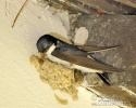 House Martin