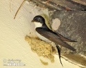 House Martin