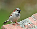 House Sparrow