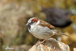 House Sparrow