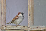 House Sparrow