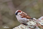 House Sparrow