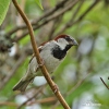 House Sparrow