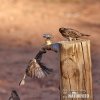 House Sparrow