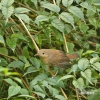 House Wren