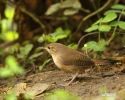 House Wren