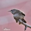 House Wren