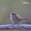 House Wren