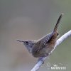 House Wren