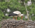 Hvid stork