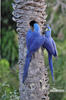 Hyacinth Macaw