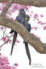 Hyacinth Macaw