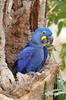 Hyacinth Macaw