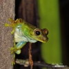 Hypsiboas pellucens