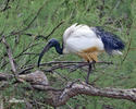 Ibis czczony