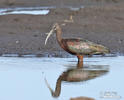 Ibis kasztanowaty