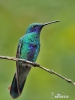 Ibolya-kolibri