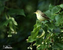 Icterine Warbler