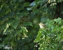 Icterine Warbler