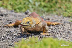 Iguana-terrestre-das-galápagos