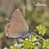 Ilex Hairstreak