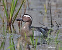 Itik Garganey