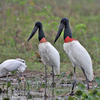 Jabiru