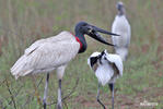 Jabiru mycteria