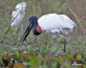 Jabiru mycteria