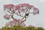 Jabiru mycteria