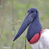 Jabiru mycteria