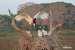 Jabiru mycteria