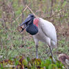 Jabiru mycteria