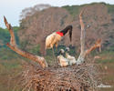 Jabiru mycteria