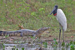 Jabiru mycteria