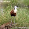 Jacana à poitrine dorée