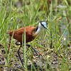 Jacana à poitrine dorée