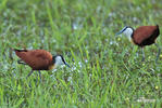 Jacana à poitrine dorée