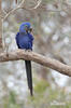 jacinto, guacamayo azu