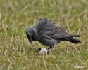 Jackdaw