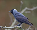 Jackdaw