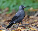 Jackdaw