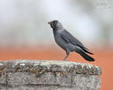 Jackdaw