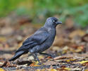 Jackdaw