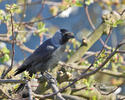 Jackdaw