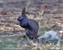 Kaibab Squirrel