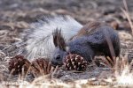 Kaibab Squirrel