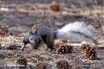 Kaibab Squirrel