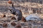 Kaibab Squirrel