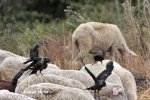 Kauw vogel
